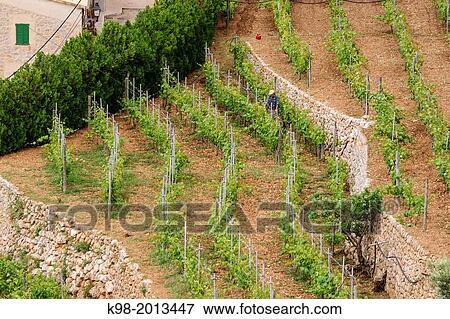 Stock Photo - vine variety Malvasia, Banyalbufar. Natural Park of the Sierra de Tramuntana. Mallorca. Balearic Islands. Spain.. Fotosearch