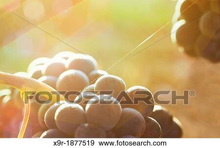 Stock Photo - Vine with ripe grapes Lanciego Rioja alavesa wine route Alava Basque country Spain. Fotosearch