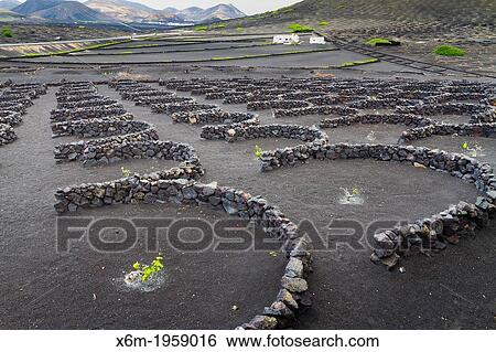 Stock Photograph - Vines growing in volcanic lapilli. La Geria region. Lanzarote, Canary Islands, Atlantic Ocean, Spain.. Fotosearch