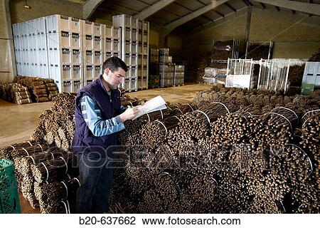Vines, Vitis Navarra tree nursery, Larraga, Navarra, Spain View Large Photo Image Stock Image - Vines, Vitis Navarra tree nursery, Larraga, Navarra, Spain. Fotosearch