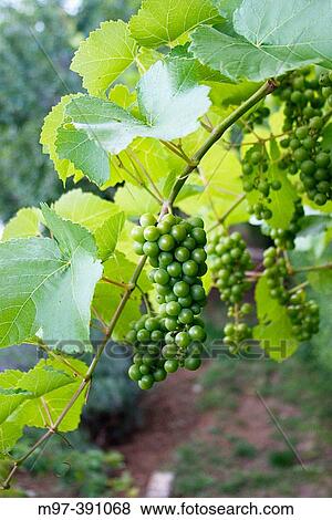 Stock Photo - Vines (Vitis vinifera).. Fotosearch