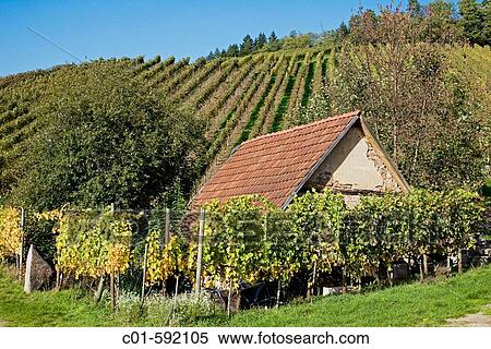 Vineyard and country house in autumn, Durbach. Baden-W? rttemberg, Germany View Large Photo Image Stock Photography - Vineyard and country house in autumn, Durbach. Baden-W? rttemberg, Germany. Fotosearch