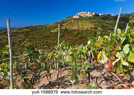 Vineyard and Groppo in background, Cinque Terre National Park, Province of La Spezia, Liguria, Italy View Large Photo Image Stock Photo - Vineyard and Groppo in background, Cinque Terre National Park, Province of La Spezia, Liguria, Italy. Fotosearch