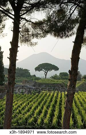 vineyard and Mount Vesuvius, archeological site of Pompeii, province of Naples, Campania region, southern Italy, Europe View Large Photo Image Stock Image - vineyard and Mount Vesuvius, archeological site of Pompeii, province of Naples, Campania region, southern Italy, Europe. Fotosearch