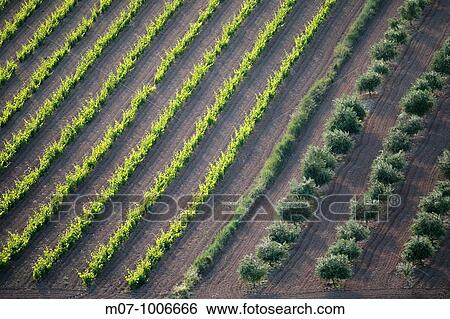 Stock Photograph - vineyard and olive grove in summer morning, Rioja wine region, Spain, spain, Europe. Fotosearch