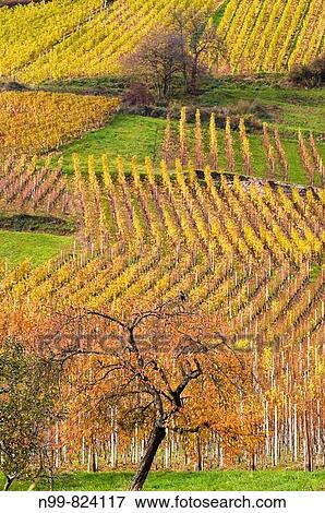 Vineyard and orchard, cultivated landscape, colours of autumn, Munster valley, Alsace, France View Large Photo Image Stock Photo - Vineyard and orchard, cultivated landscape, colours of autumn, Munster valley, Alsace, France. Fotosearch