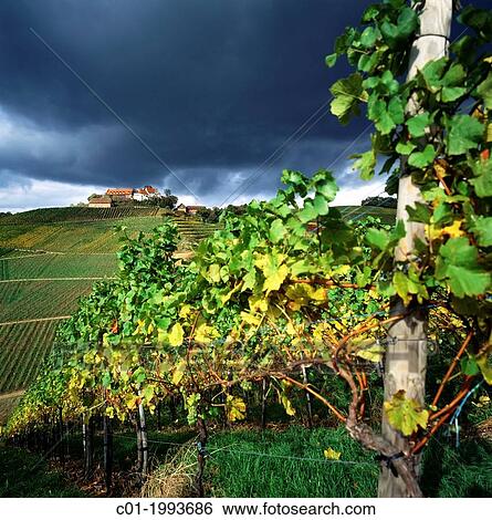Stock Photograph - Vineyard and Staufenberg castle with stormy sky Durbach Baden-W? rttenberg Germany.. Fotosearch