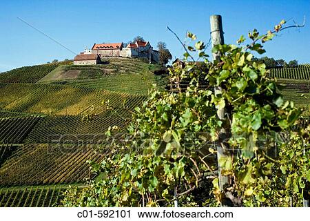 Vineyard and Staufenburg castle, Durbach. Baden-W? rttemberg, Germany View Large Photo Image Stock Image - Vineyard and Staufenburg castle, Durbach. Baden-W? rttemberg, Germany. Fotosearch
