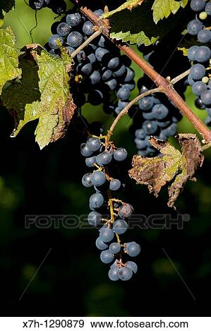 Vineyard, Camedo, Ticino, Switzerland View Large Photo Image Stock Photo - Vineyard, Camedo, Ticino, Switzerland. Fotosearch