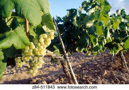 Vineyard, Conca de Barber?, Tarragona province, Spain View Large Photo Image Stock Image - Vineyard, Conca de Barber?, Tarragona province, Spain. Fotosearch