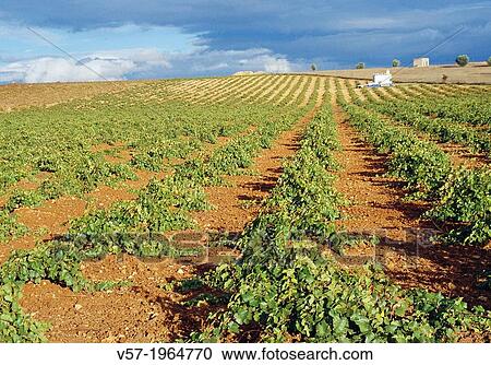 Vineyard. Daimiel, Ciudad Real province, Castilla La Mancha, Spain. View Large Photo Image Stock Image - Vineyard. Daimiel, Ciudad Real province, Castilla La Mancha, Spain.. Fotosearch