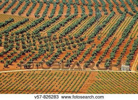 Vineyard field and olive grove, aerial view. Puerto LBpice, Ciudad Real province, Castilla La Mancha, Spain. View Large Photo Image Stock Image - Vineyard field and olive grove, aerial view. Puerto LBpice, Ciudad Real province, Castilla La Mancha, Spain.. Fotosearch