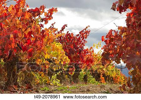 Vineyard in autumn in La Rioja Spain View Large Photo Image Stock Image - Vineyard in autumn in La Rioja Spain. Fotosearch