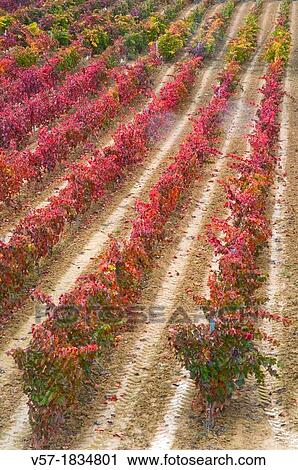 Vineyard in Autumn. San Asensio, La Rioja province, Spain. View Large Photo Image Stock Image - Vineyard in Autumn. San Asensio, La Rioja province, Spain.. Fotosearch
