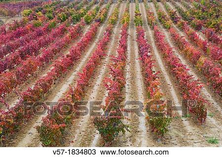 Stock Image - Vineyard in Autumn. San Asensio, La Rioja province, Spain.. Fotosearch
