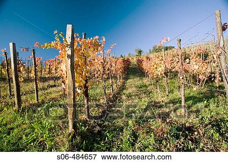 Vineyard in autumn View Large Photo Image Stock Photo - Vineyard in autumn. Fotosearch