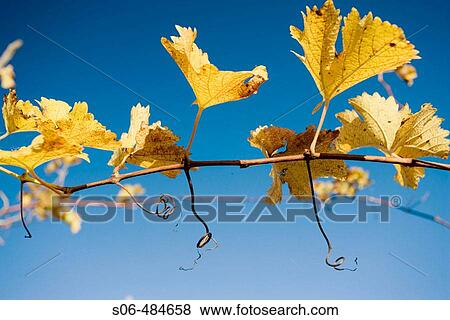 Vineyard in autumn View Large Photo Image Stock Photo - Vineyard in autumn. Fotosearch