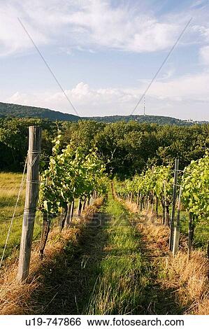 Vineyard in Grinzing, Vienna, Austria View Large Photo Image Stock Photograph - Vineyard in Grinzing, Vienna, Austria. Fotosearch