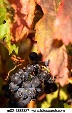 Vineyard in Laguardia, La Rioja, Spain, Europe View Large Photo Image Stock Photo - Vineyard in Laguardia, La Rioja, Spain, Europe. Fotosearch