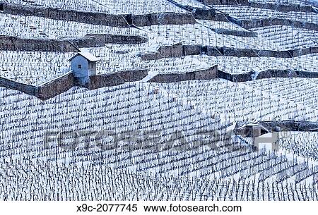 Vineyard in Lavaux, Switzerland. View Large Photo Image Stock Photography - Vineyard in Lavaux, Switzerland.. Fotosearch