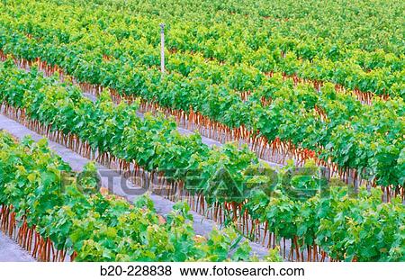 Stock Photo - Vineyard in Navarre. Spain.. Fotosearch