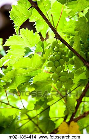 Vineyard in Rustrel, Vaucluse, Provence, France View Large Photo Image Picture - Vineyard in Rustrel, Vaucluse, Provence, France. Fotosearch