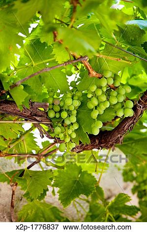 Vineyard in Rustrel, Vaucluse, Provence, France View Large Photo Image Stock Photo - Vineyard in Rustrel, Vaucluse, Provence, France. Fotosearch