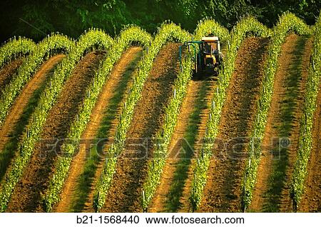 Vineyard in spring, at Panjas, in the Bas Armagnac area, Gers, Midi-Pyrenees, France View Large Photo Image Stock Image - Vineyard in spring, at Panjas, in the Bas Armagnac area, Gers, Midi-Pyrenees, France. Fotosearch
