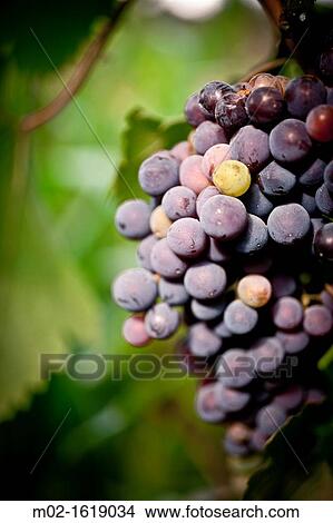 vineyard in Tuscany, Italy View Large Photo Image Picture - vineyard in Tuscany, Italy. Fotosearch
