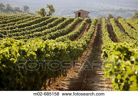 Vineyard in Vaucluse, Provence, France View Large Photo Image Stock Photo - Vineyard in Vaucluse, Provence, France. Fotosearch
