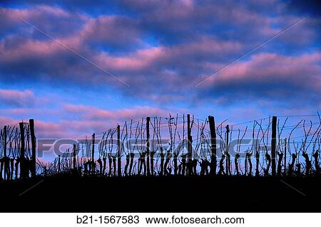 Vineyard in winter, Domaine de Jo wines and armagnac estate, at Panjas, Gers, Midi-Pyrenees, France View Large Photo Image Stock Image - Vineyard in winter, Domaine de Jo wines and armagnac estate, at Panjas, Gers, Midi-Pyrenees, France. Fotosearch