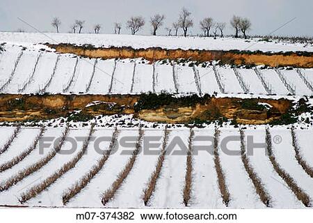 Vineyard in witer. La Rioja. Spain View Large Photo Image Stock Image - Vineyard in witer. La Rioja. Spain. Fotosearch