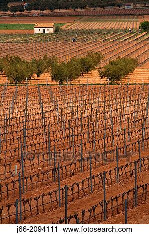 Stock Image - vineyard landscape in Villena, region Vinalopo. Alicante.. Fotosearch