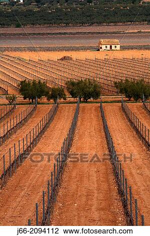 vineyard landscape in Villena, region Vinalopo. Alicante. View Large Photo Image Stock Image - vineyard landscape in Villena, region Vinalopo. Alicante.. Fotosearch