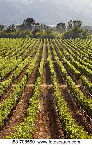 Vineyard, Napa Valley, California View Large Photo Image Stock Image - Vineyard, Napa Valley, California. Fotosearch