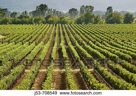 Vineyard, Napa Valley, California View Large Photo Image Stock Photo - Vineyard, Napa Valley, California. Fotosearch