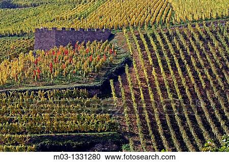 Vineyard, Niedermorschwihr, Alsace wine route, France View Large Photo Image Stock Image - Vineyard, Niedermorschwihr, Alsace wine route, France. Fotosearch