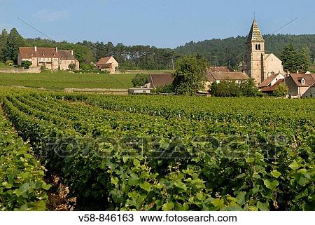 Stock Image - Vineyard of Cotes de Nuits, Fixin, Cotes d? Or, France. Fotosearch
