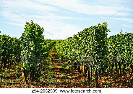 Stock Photo - Vineyard of Saint-Emilion, Gironde, France, Europe.. Fotosearch
