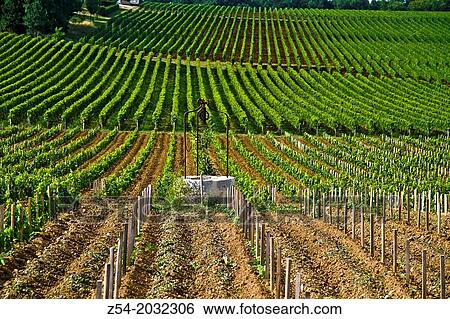 Stock Photograph - Vineyard of Saint-Emilion, Gironde, France, Europe.. Fotosearch
