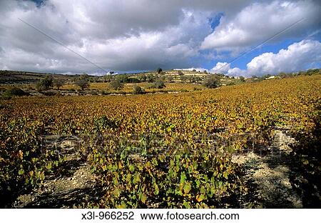 Stock Image - Vineyard of Trodos Cyprus. Fotosearch