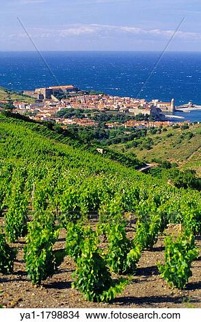 Vineyard on hillside of Collioure village, Eastern Pyrenees, Languedoc-Roussillon, France View Large Photo Image Picture - Vineyard on hillside of Collioure village, Eastern Pyrenees, Languedoc-Roussillon, France. Fotosearch