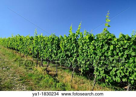 Vineyard on Marlenberg hillside, Marlenheim, Bas Rhin, Alsace, France View Large Photo Image Picture - Vineyard on Marlenberg hillside, Marlenheim, Bas Rhin, Alsace, France. Fotosearch