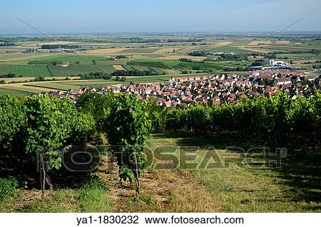 Vineyard on Marlenberg hillside with panorama on Alsace plain to Strasbourg, Marlenheim, Bas Rhin, Alsace, France View Large Photo Image Stock Image - Vineyard on Marlenberg hillside with panorama on Alsace plain to Strasbourg, Marlenheim, Bas Rhin, Alsace, France. Fotosearch