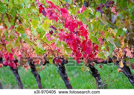 Vineyard Otazu Navarra Spain View Large Photo Image Stock Photography - Vineyard Otazu Navarra Spain. Fotosearch