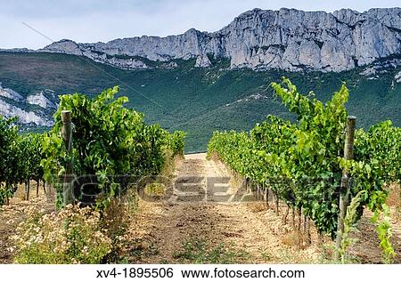 Vineyard paroramic views of Laguardia, La Rioja, Spain View Large Photo Image Stock Photograph - Vineyard paroramic views of Laguardia, La Rioja, Spain. Fotosearch