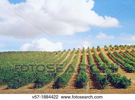 Vineyard. Rueda, Valladolid province, Castilla Leon, Spain. View Large Photo Image Stock Image - Vineyard. Rueda, Valladolid province, Castilla Leon, Spain.. Fotosearch