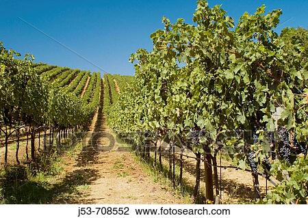 Vineyard, Sonoma County, California View Large Photo Image Stock Image - Vineyard, Sonoma County, California. Fotosearch