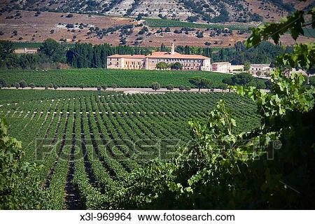 Picture - Vineyard Valladolid Spain. Fotosearch