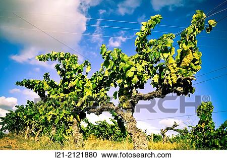 Vineyard, vine, blue sky. Alt Pened? s, Catalonia, Spain. View Large Photo Image Stock Image - Vineyard, vine, blue sky. Alt Pened? s, Catalonia, Spain.. Fotosearch